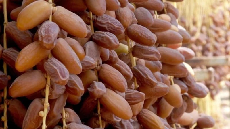 تصویر 4 از خرما زاهدی نرم محصولی پرمصرف در بازار خرمای ایران